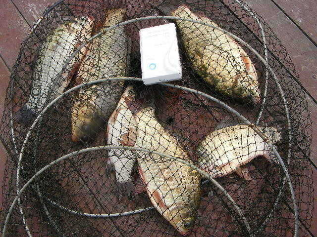 NW 330_fish_pay04203587.jpg