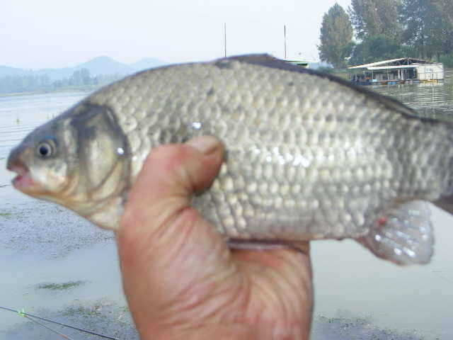 NW 350_fish_pay03171349.jpg