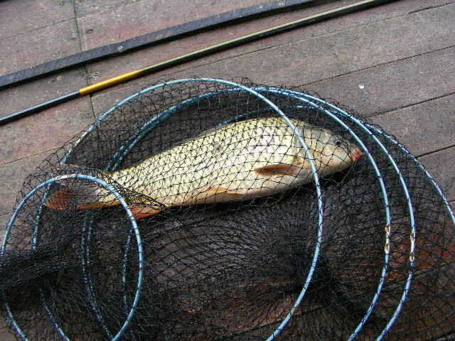 NW 573_fish_pay04130657.jpg