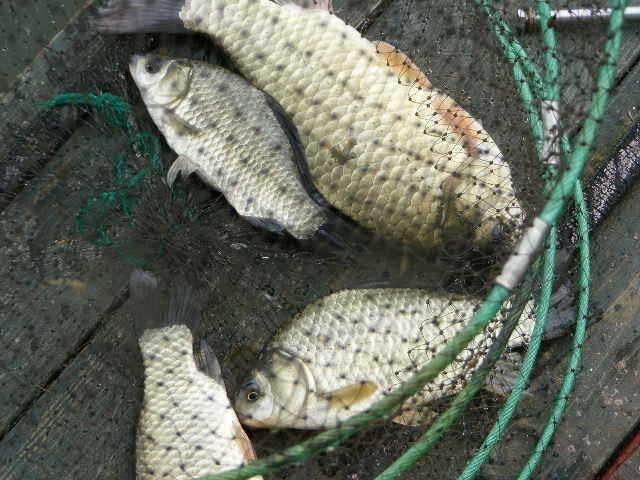 oh 013_fish_pay01401645.jpg