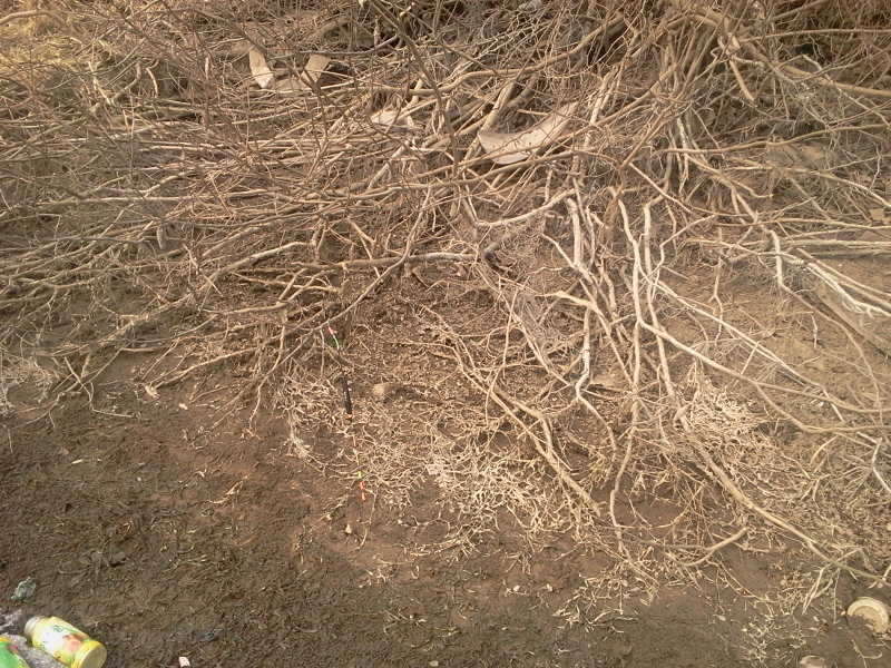2011-02-06 14_freebd02380028.jpg