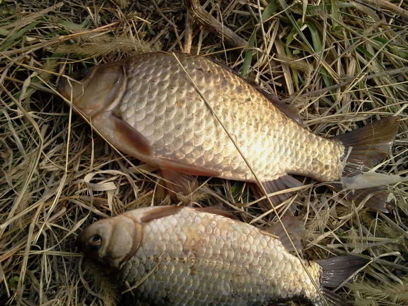 2011-02-13 15_freebd07322458.jpg