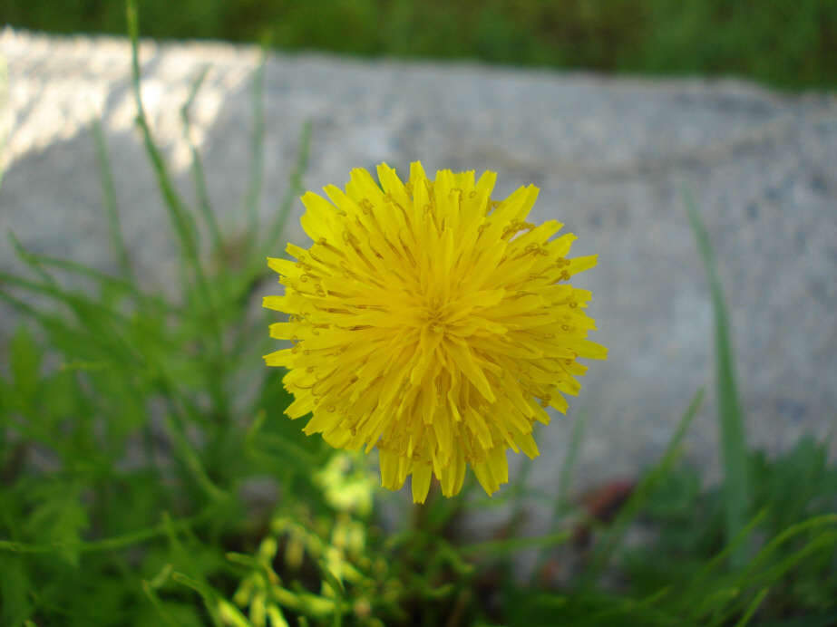 054_johwang04143115.jpg