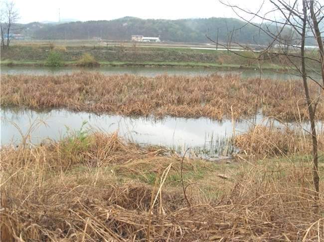 부들밭5_johwang07191789.jpg