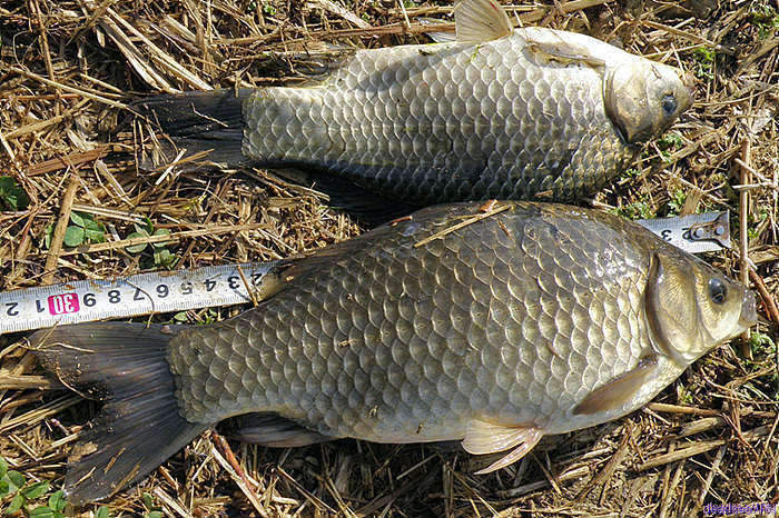 fish 107_picture09042044.jpg