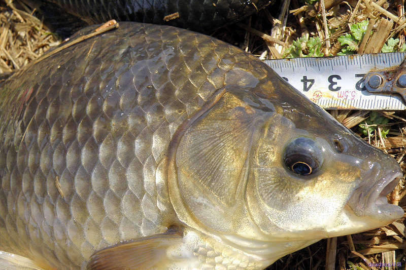 fish 108_picture0901579.jpg