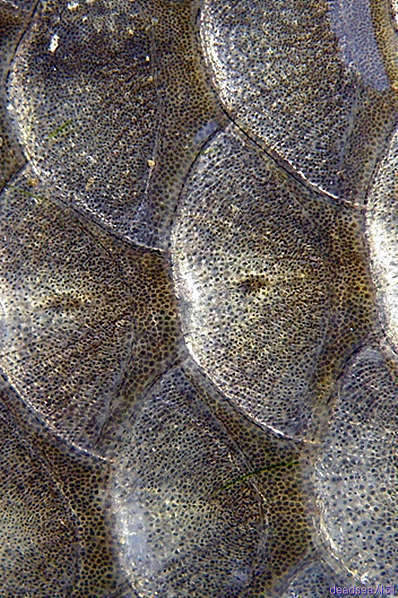 fish 111-a_picture09192970.jpg