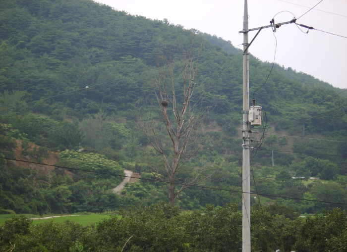 wdj1함박3_johwang11060898.jpg